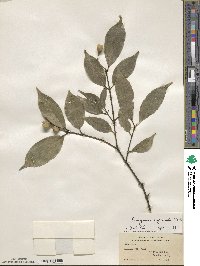 Euonymus myrianthus image