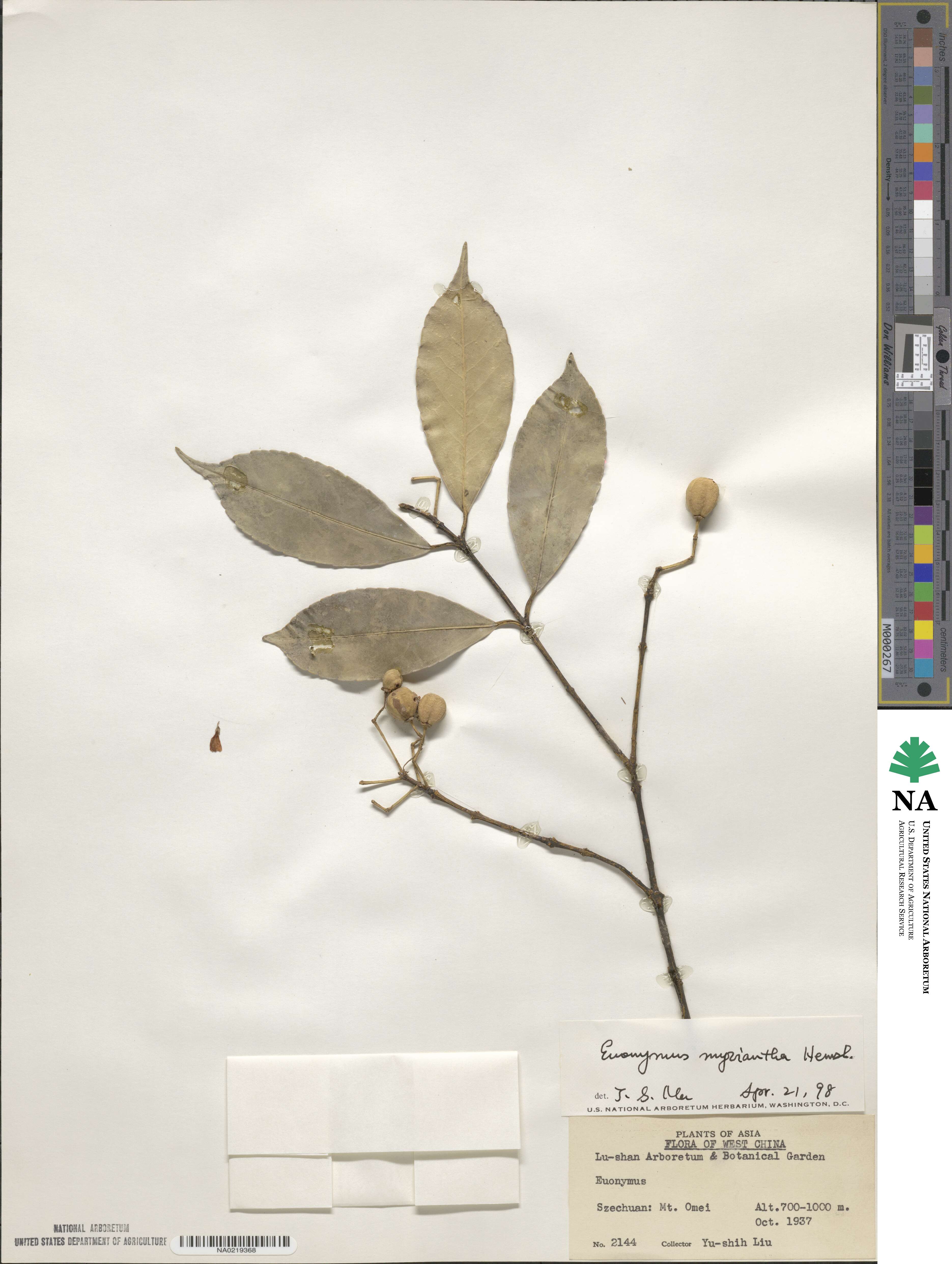 Euonymus myrianthus image