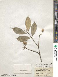 Euonymus myrianthus image