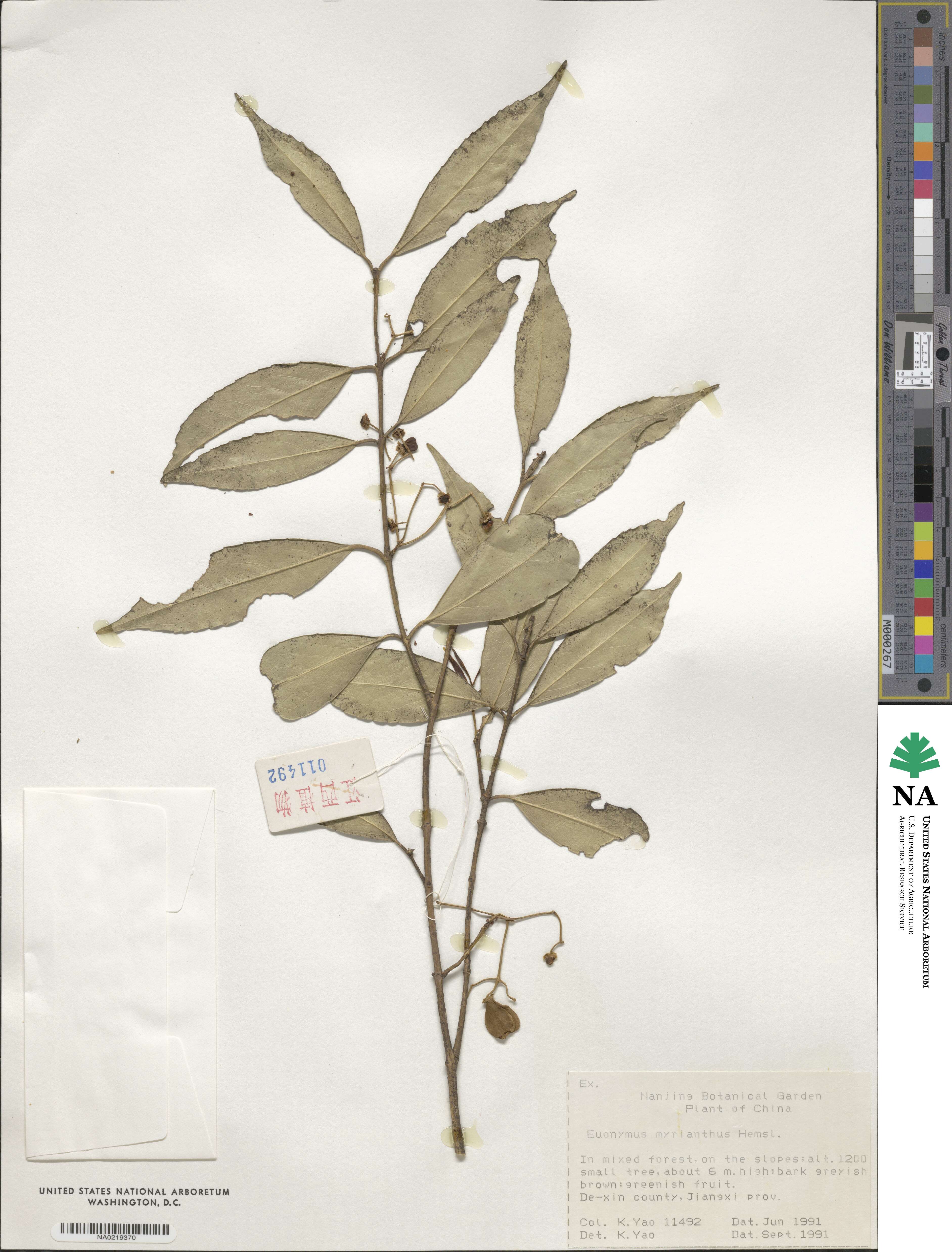 Euonymus myrianthus image