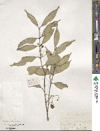 Euonymus myrianthus image