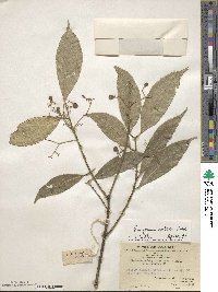 Euonymus nitidus image