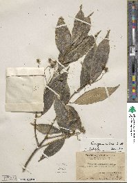 Euonymus nitidus image