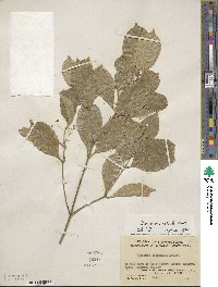 Euonymus nitidus image