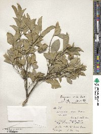 Euonymus nitidus image