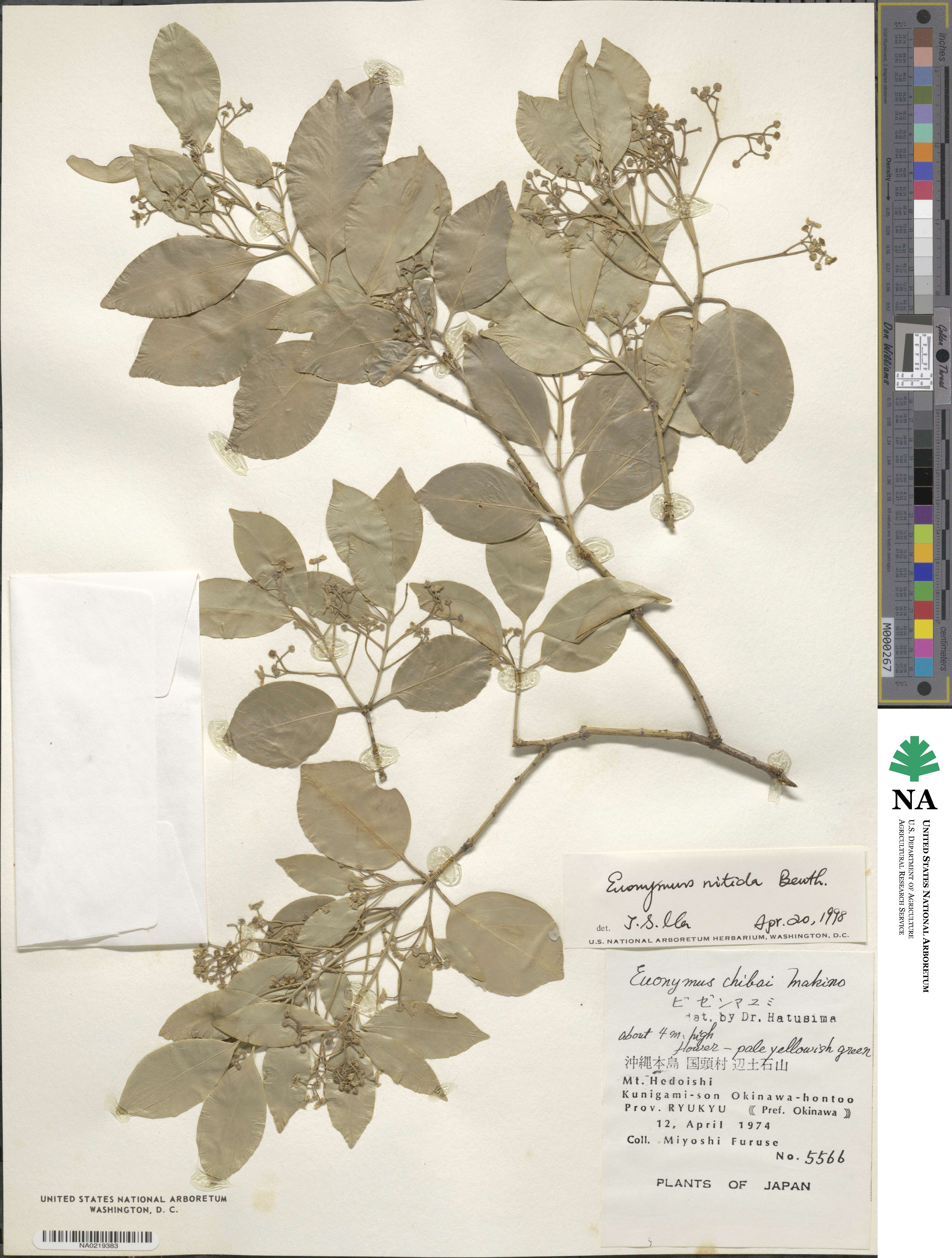 Euonymus nitidus image