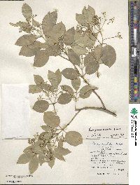 Euonymus nitidus image