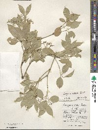 Euonymus nitidus image