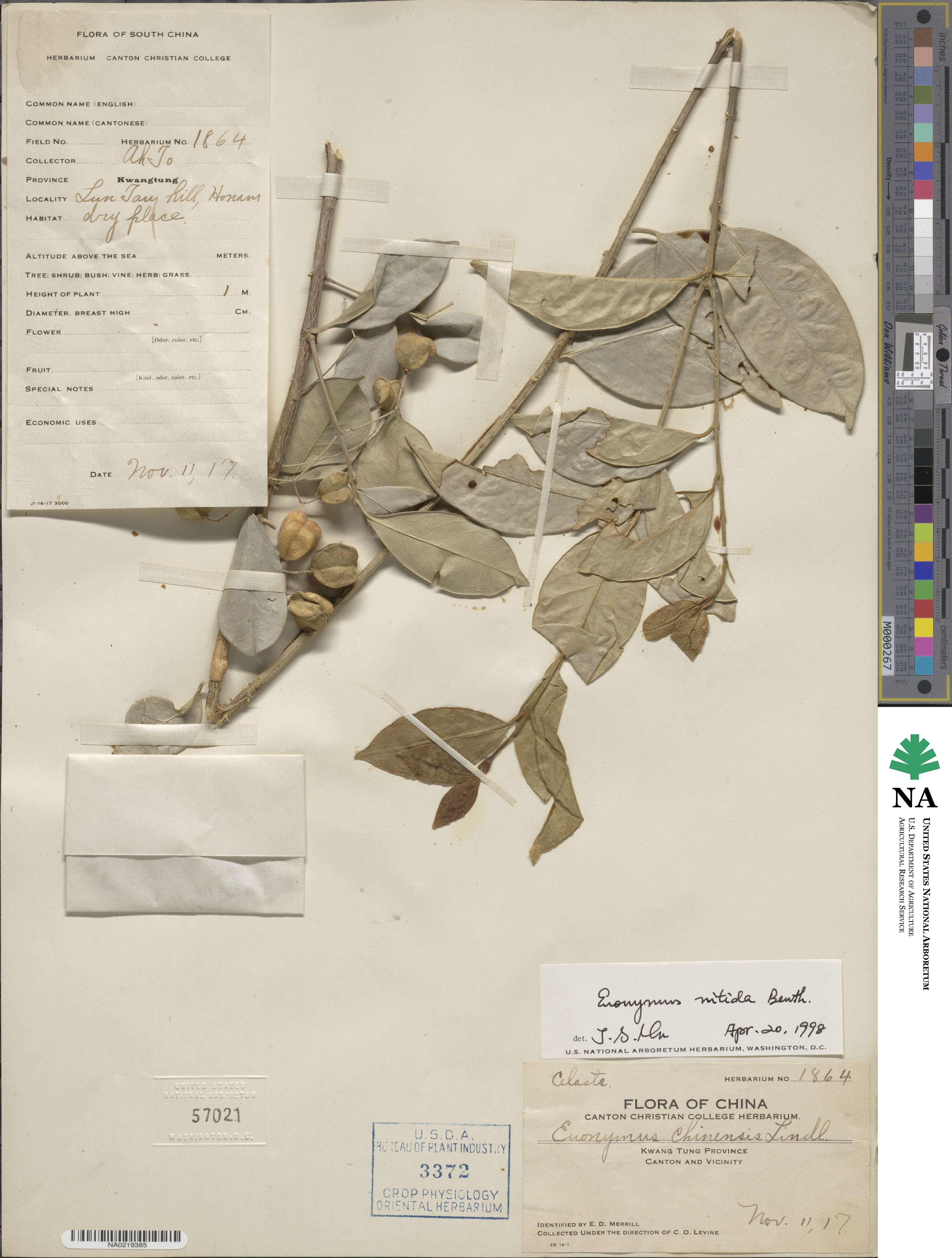 Euonymus nitidus image