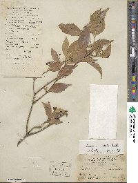 Euonymus nitidus image