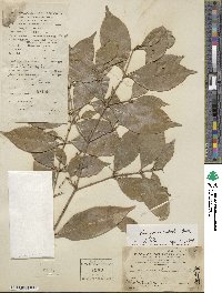 Euonymus nitidus image