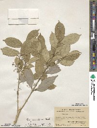 Euonymus nitidus image