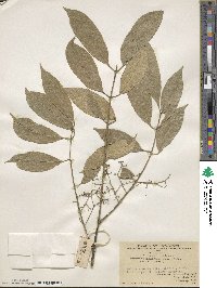 Euonymus nitidus image