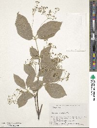 Euonymus oxyphyllus image