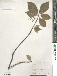 Euonymus oxyphyllus image