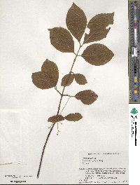 Euonymus oxyphyllus image