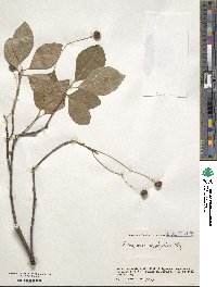 Euonymus oxyphyllus image