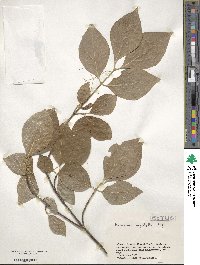 Euonymus oxyphyllus image