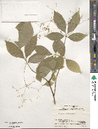 Euonymus oxyphyllus image