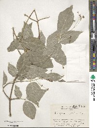 Euonymus oxyphyllus image