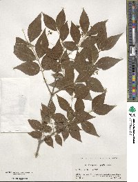 Euonymus oxyphyllus image