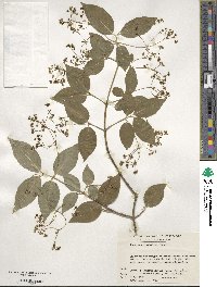 Euonymus oxyphyllus image