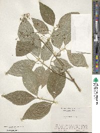 Euonymus oxyphyllus image