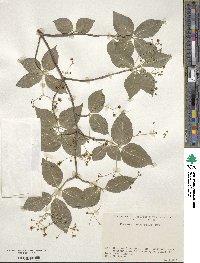 Euonymus oxyphyllus image