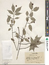 Euonymus oxyphyllus image