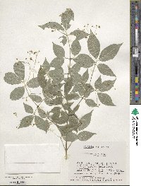 Euonymus oxyphyllus image