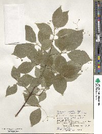 Euonymus oxyphyllus image