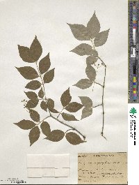 Euonymus oxyphyllus image