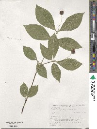 Euonymus oxyphyllus image