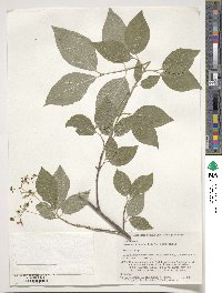 Euonymus oxyphyllus image