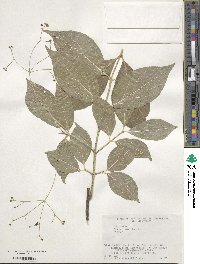 Euonymus oxyphyllus image