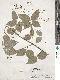 Euonymus oxyphyllus image