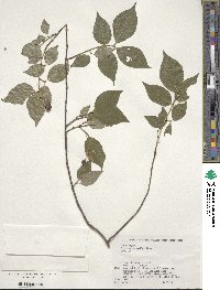 Euonymus oxyphyllus image