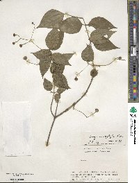 Euonymus oxyphyllus image