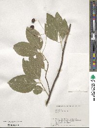 Euonymus oxyphyllus image