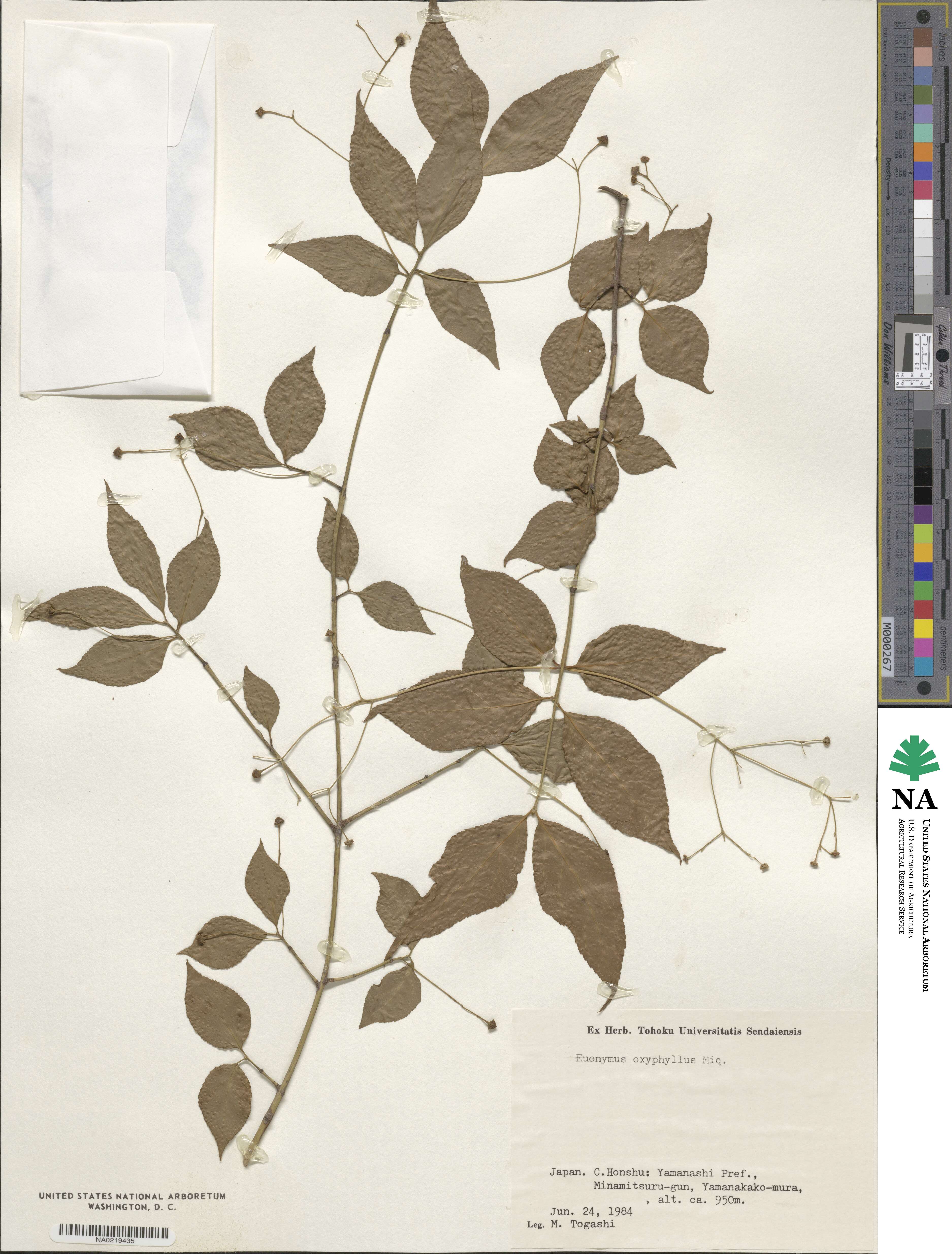 Euonymus oxyphyllus image