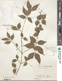 Euonymus oxyphyllus image