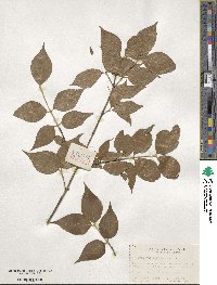 Euonymus oxyphyllus image