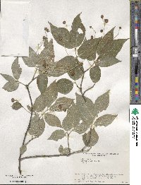 Euonymus oxyphyllus image