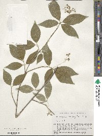 Euonymus oxyphyllus image