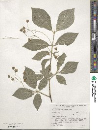 Euonymus sachalinensis image