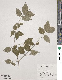 Euonymus verrucosus image