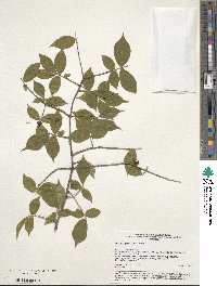 Euonymus verrucosus image