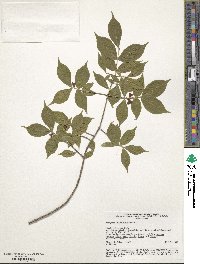 Euonymus verrucosus image