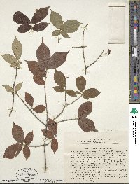 Euonymus verrucosus image