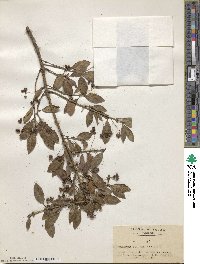 Euonymus fortunei image